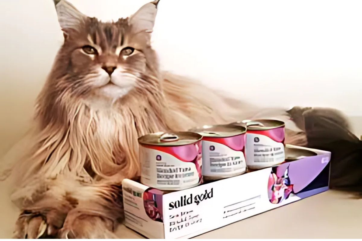 Solid Gold Canned Cat Food